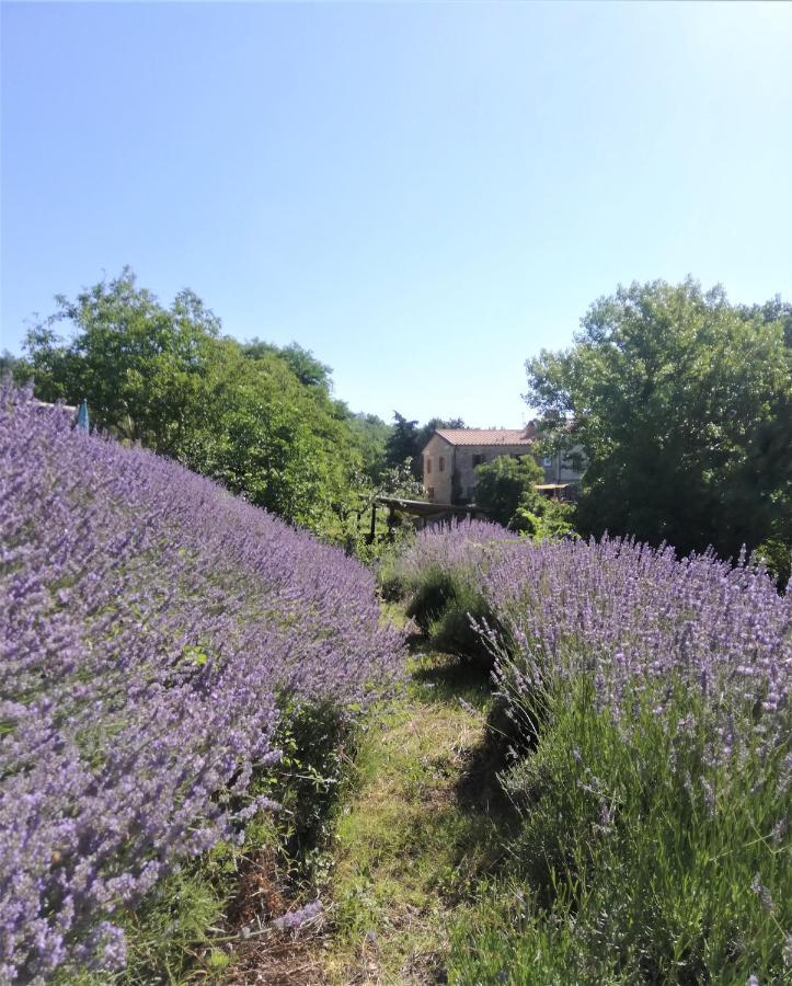Le Ginestre Apartments Assisi Exterior photo